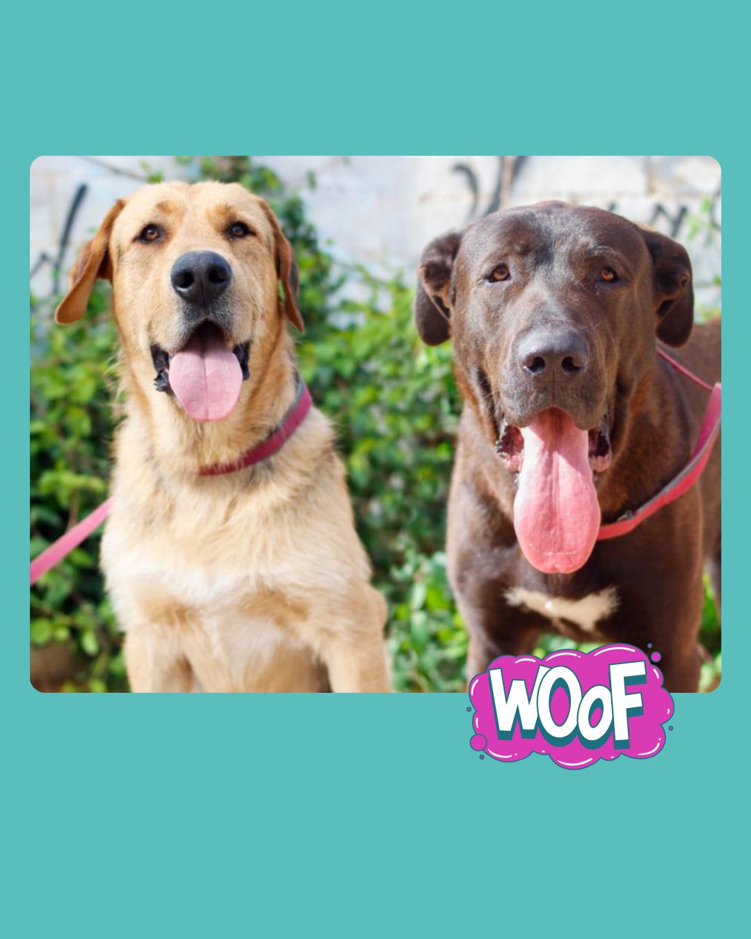 Perro con la lengua de fuera
Descripción generada automáticamente con confianza media
