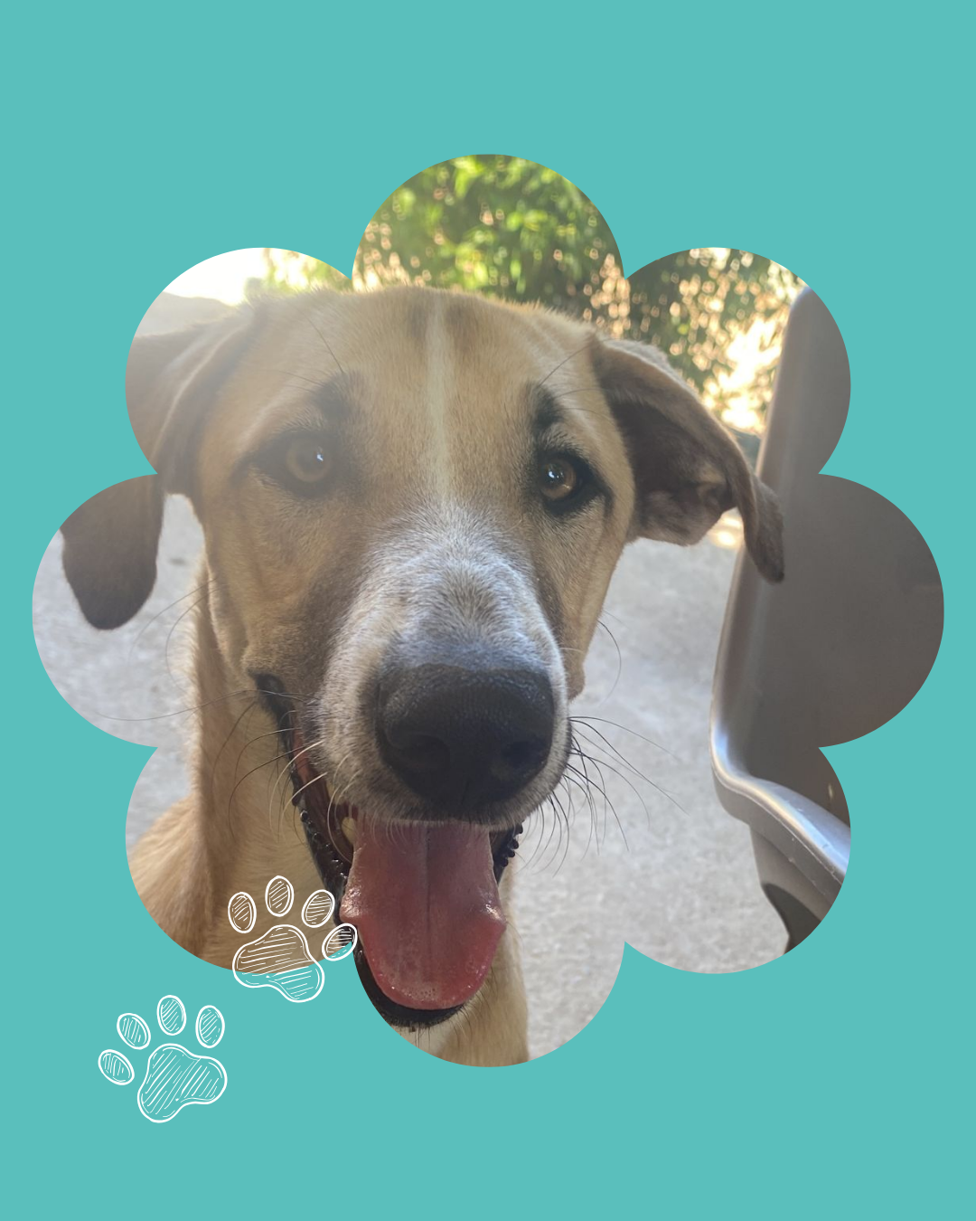 Un perro con la lengua de fuera
Descripción generada automáticamente con confianza media