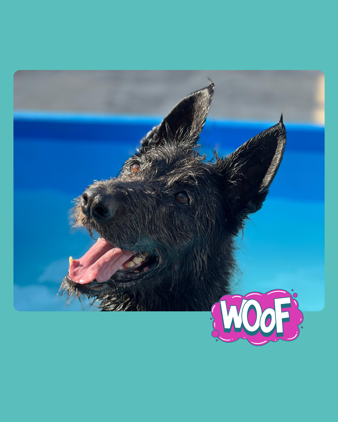 Un perro con la boca abierta en el agua
Descripción generada automáticamente con confianza media